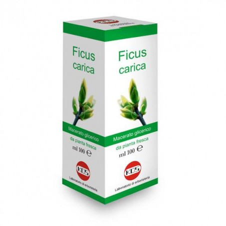 KOS - Ficus carica 100ml