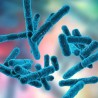 Probiotici e Fermenti lattici