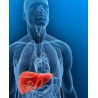 Fegato, Stomaco e Intestino