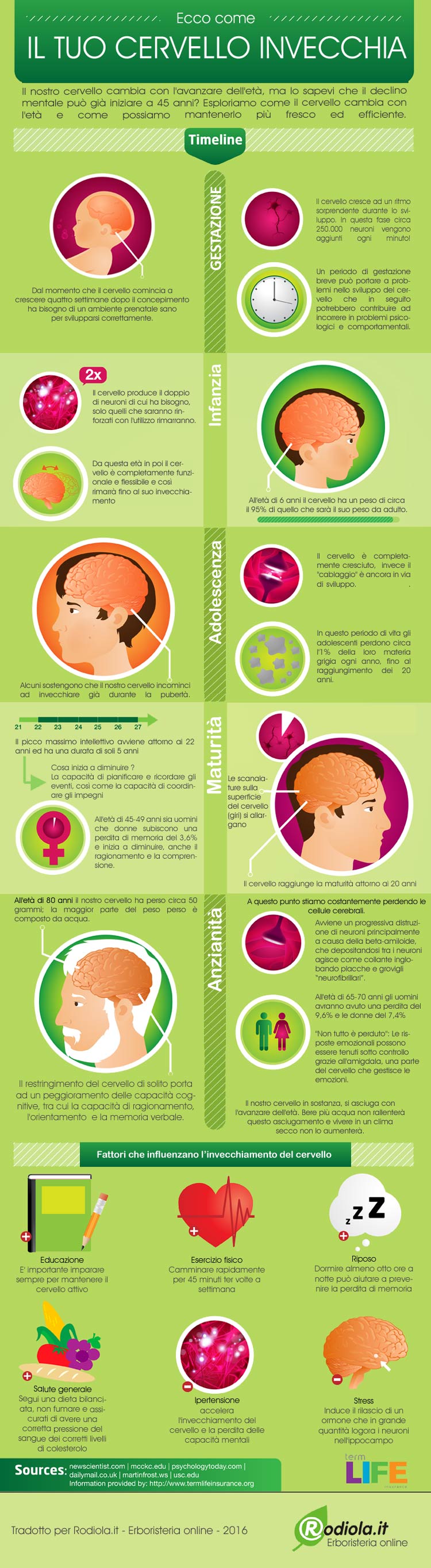 ecco come il cervello invecchia