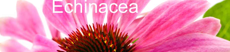 echinacea per aumentare le difese immunitarie