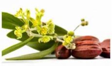 Olio di Jojoba: mille proprietà... per i capelli