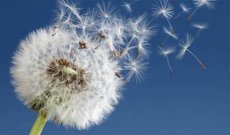 Allergie al Polline? Sintomi e Rimedi