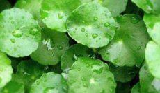 Centella asiatica per combattere l’insufficienza venosa