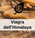 3 cose da sapere sul Viagra dell'Himalaya