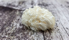 Fungo Hericium: Hericium erinaceus, Criniera di leone