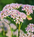 Valeriana, effetti sessuali. Ecco a cosa potrebbe esserti utile la valeriana