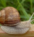 Prodotti con bava di lumaca in erboristeria