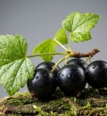Ribes nero è utile contro l'allergia