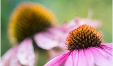 Echinacea: proprietà e controindicazioni